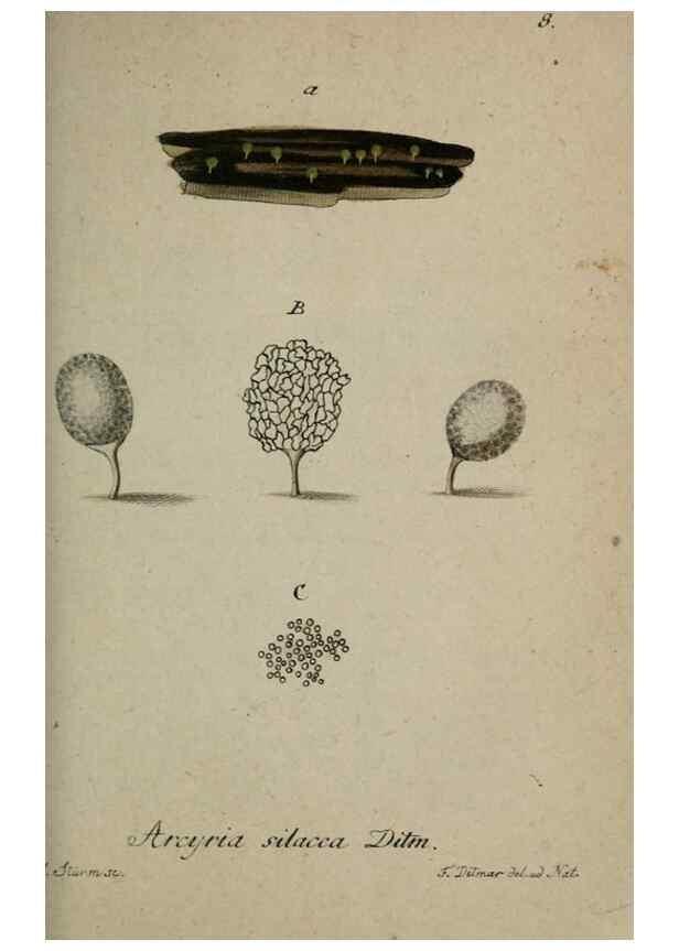 Reproducción/Reproduction 8959347574: Deutschlands Flora in Abbildungen nach der Natur :. Nürnberg,1817-