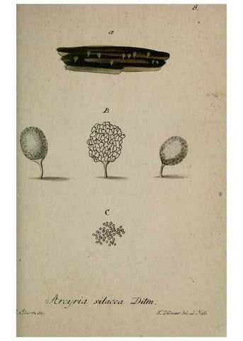 Reproducción/Reproduction 8959347574: Deutschlands Flora in Abbildungen nach der Natur :. Nürnberg,1817-