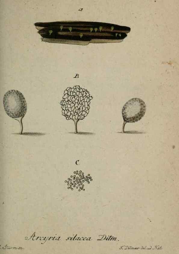Reproducción/Reproduction 8959347574: Deutschlands Flora in Abbildungen nach der Natur :. Nürnberg,1817-