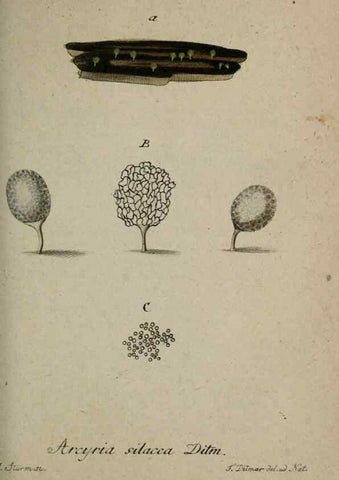 Reproducción/Reproduction 8959347574: Deutschlands Flora in Abbildungen nach der Natur :. Nürnberg,1817-