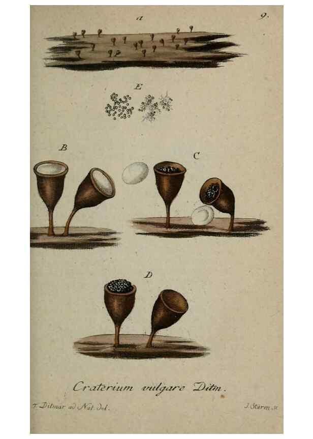Reproducción/Reproduction 8959350424: Deutschlands Flora in Abbildungen nach der Natur :. Nürnberg,1817-