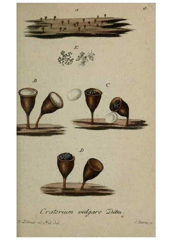 Reproducción/Reproduction 8959350424: Deutschlands Flora in Abbildungen nach der Natur :. Nürnberg,1817-