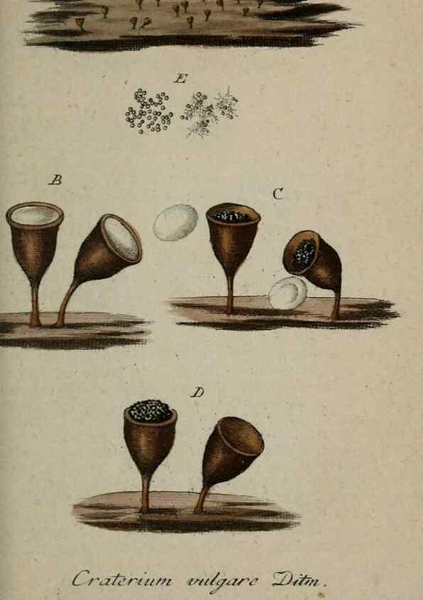 Reproducción/Reproduction 8959350424: Deutschlands Flora in Abbildungen nach der Natur :. Nürnberg,1817-