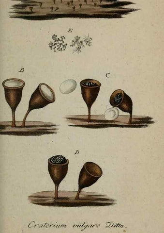 Reproducción/Reproduction 8959350424: Deutschlands Flora in Abbildungen nach der Natur :. Nürnberg,1817-