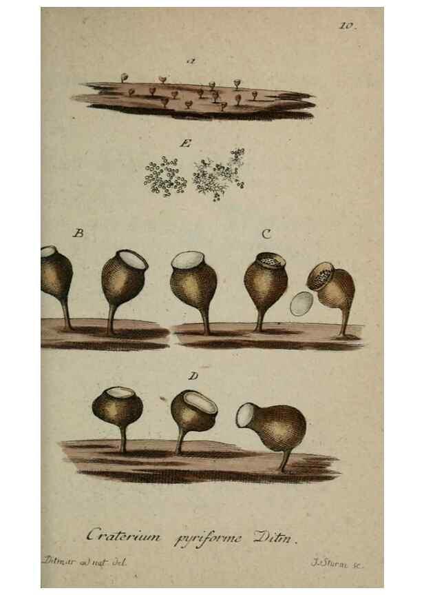 Reproducción/Reproduction 8959352482: Deutschlands Flora in Abbildungen nach der Natur :. Nürnberg,1817-