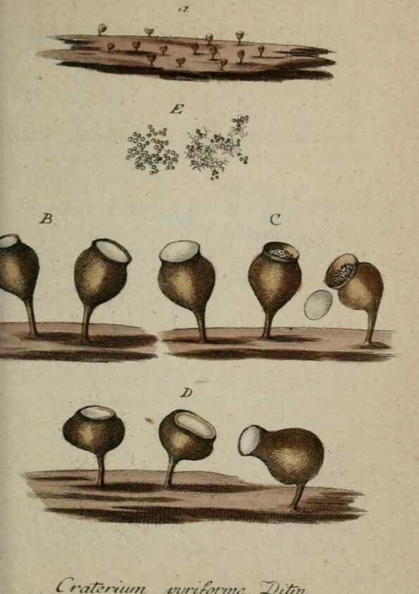 Reproducción/Reproduction 8959352482: Deutschlands Flora in Abbildungen nach der Natur :. Nürnberg,1817-