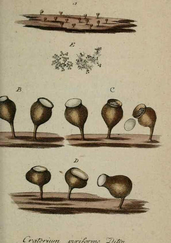 Reproducción/Reproduction 8959352482: Deutschlands Flora in Abbildungen nach der Natur :. Nürnberg,1817-