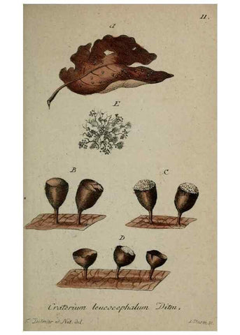 Reproducción/Reproduction 8958157225: Deutschlands Flora in Abbildungen nach der Natur :. Nürnberg,1817-