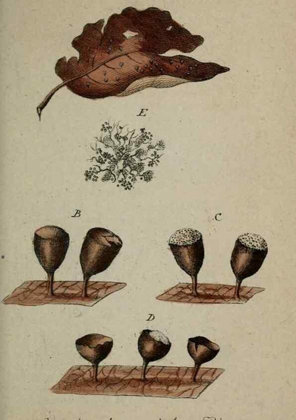 Reproducción/Reproduction 8958157225: Deutschlands Flora in Abbildungen nach der Natur :. Nürnberg,1817-
