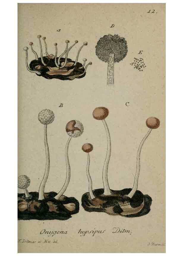 Reproducción/Reproduction 8958158627: Deutschlands Flora in Abbildungen nach der Natur :. Nürnberg,1817-