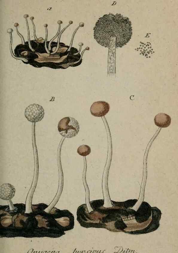 Reproducción/Reproduction 8958158627: Deutschlands Flora in Abbildungen nach der Natur :. Nürnberg,1817-
