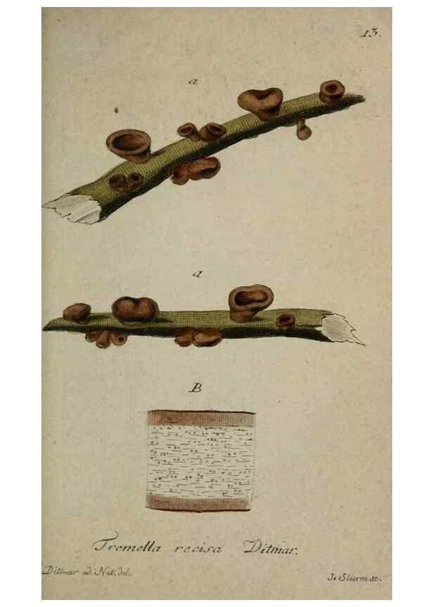 Reproducción/Reproduction 8959357730: Deutschlands Flora in Abbildungen nach der Natur :. Nürnberg,1817-