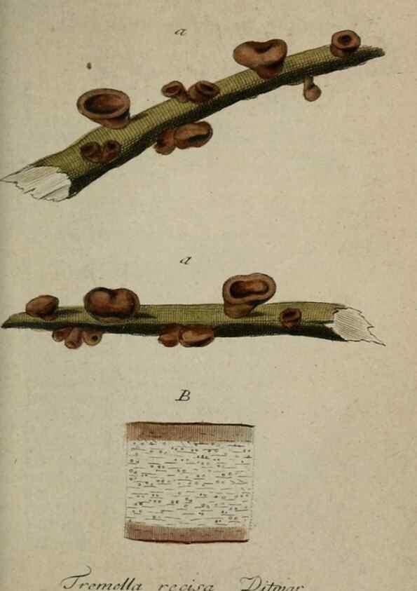 Reproducción/Reproduction 8959357730: Deutschlands Flora in Abbildungen nach der Natur :. Nürnberg,1817-