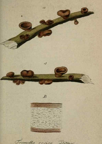 Reproducción/Reproduction 8959357730: Deutschlands Flora in Abbildungen nach der Natur :. Nürnberg,1817-