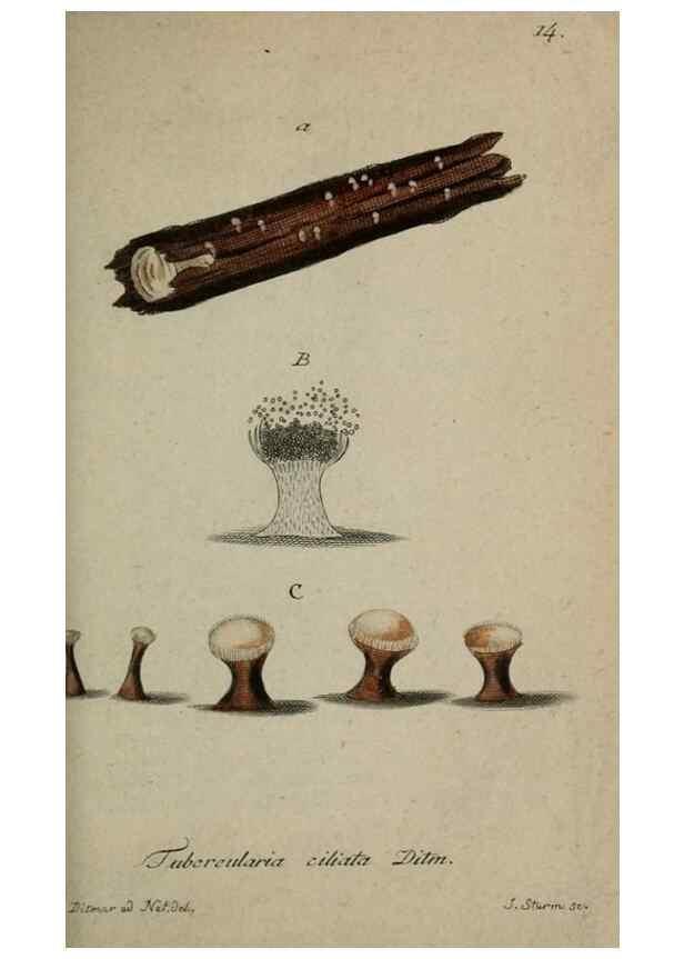 Reproducción/Reproduction 8958161115: Deutschlands Flora in Abbildungen nach der Natur :. Nürnberg,1817-