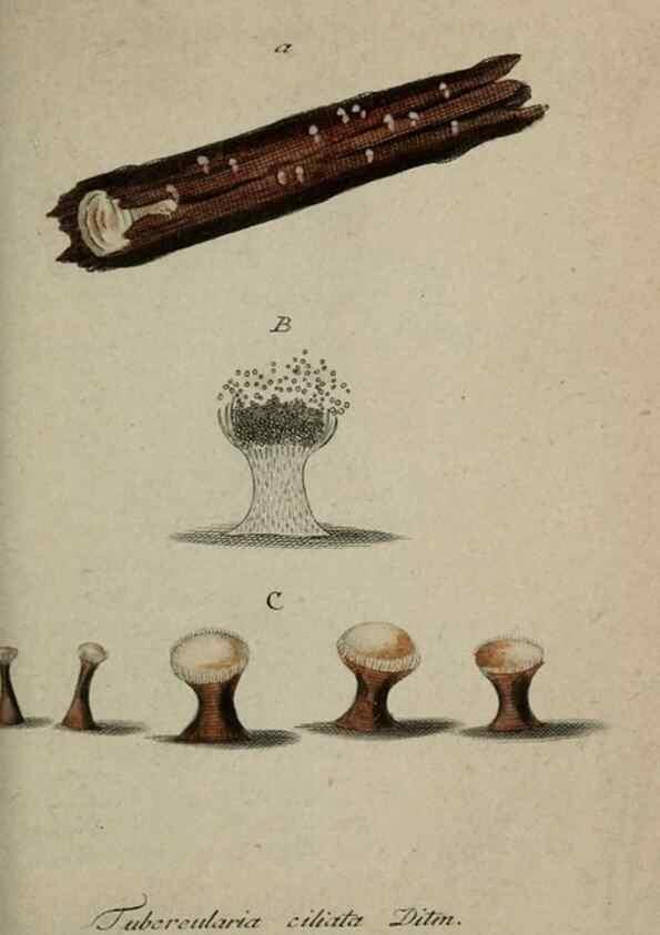 Reproducción/Reproduction 8958161115: Deutschlands Flora in Abbildungen nach der Natur :. Nürnberg,1817-