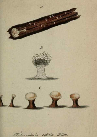 Reproducción/Reproduction 8958161115: Deutschlands Flora in Abbildungen nach der Natur :. Nürnberg,1817-