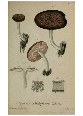 Reproducción/Reproduction 8958162489: Deutschlands Flora in Abbildungen nach der Natur :. Nürnberg,1817-