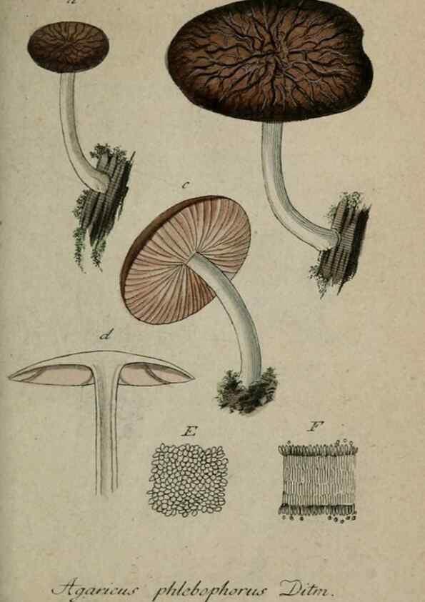 Reproducción/Reproduction 8958162489: Deutschlands Flora in Abbildungen nach der Natur :. Nürnberg,1817-