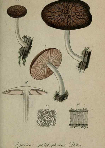 Reproducción/Reproduction 8958162489: Deutschlands Flora in Abbildungen nach der Natur :. Nürnberg,1817-