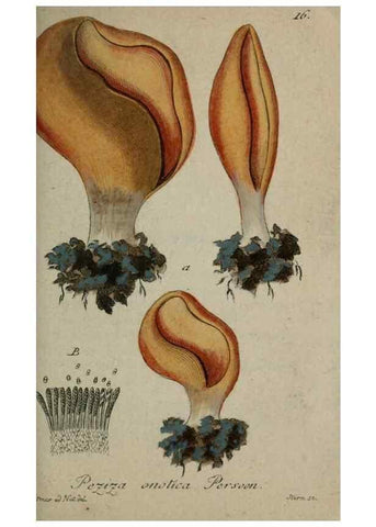 Reproducción/Reproduction 8959361730: Deutschlands Flora in Abbildungen nach der Natur :. Nürnberg,1817-