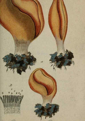 Reproducción/Reproduction 8959361730: Deutschlands Flora in Abbildungen nach der Natur :. Nürnberg,1817-