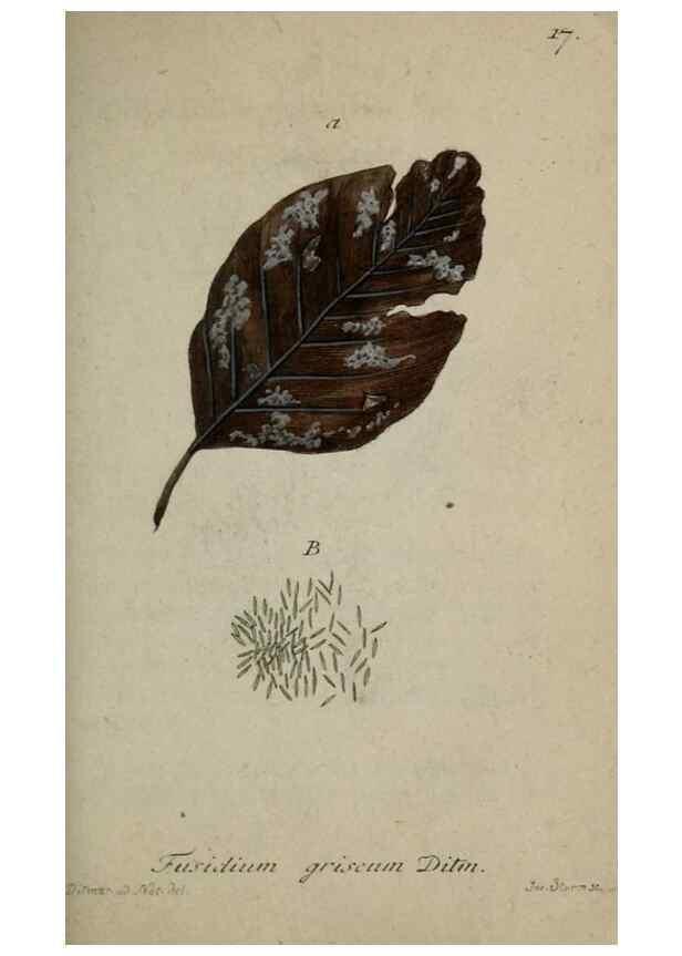 Reproducción/Reproduction 8958165573: Deutschlands Flora in Abbildungen nach der Natur :. Nürnberg,1817-
