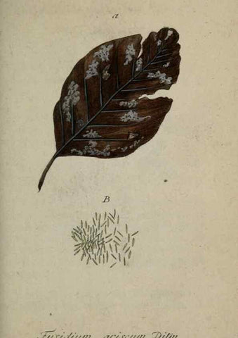 Reproducción/Reproduction 8958165573: Deutschlands Flora in Abbildungen nach der Natur :. Nürnberg,1817-
