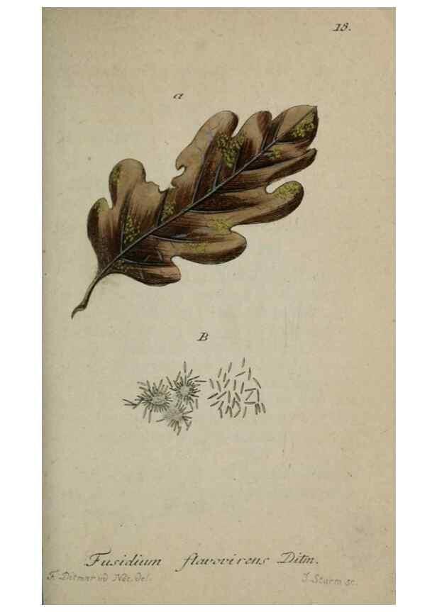 Reproducción/Reproduction 8958166853: Deutschlands Flora in Abbildungen nach der Natur :. Nürnberg,1817-