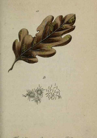 Reproducción/Reproduction 8958166853: Deutschlands Flora in Abbildungen nach der Natur :. Nürnberg,1817-