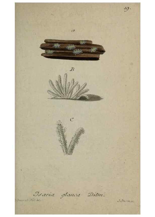 Reproducción/Reproduction 8959365998: Deutschlands Flora in Abbildungen nach der Natur :. Nürnberg,1817-