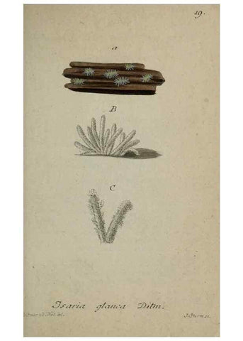 Reproducción/Reproduction 8959365998: Deutschlands Flora in Abbildungen nach der Natur :. Nürnberg,1817-