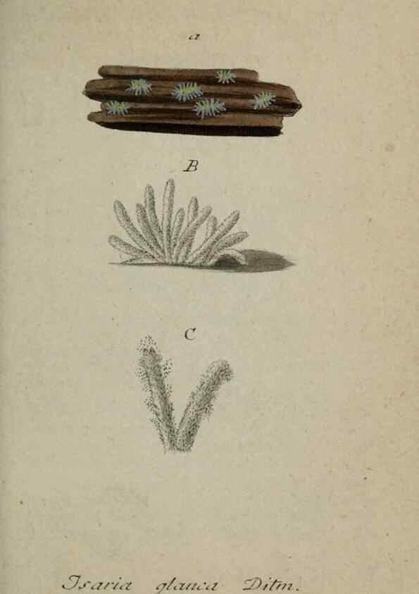 Reproducción/Reproduction 8959365998: Deutschlands Flora in Abbildungen nach der Natur :. Nürnberg,1817-