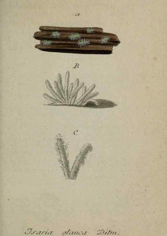 Reproducción/Reproduction 8959365998: Deutschlands Flora in Abbildungen nach der Natur :. Nürnberg,1817-