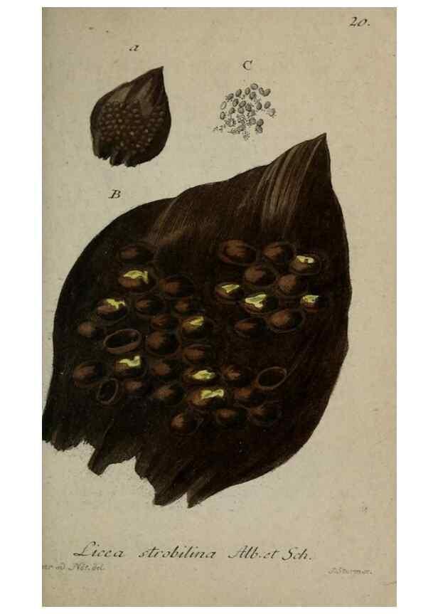 Reproducción/Reproduction 8959366952: Deutschlands Flora in Abbildungen nach der Natur :. Nürnberg,1817-