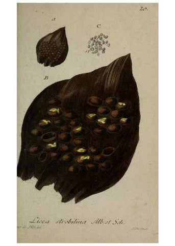Reproducción/Reproduction 8959366952: Deutschlands Flora in Abbildungen nach der Natur :. Nürnberg,1817-