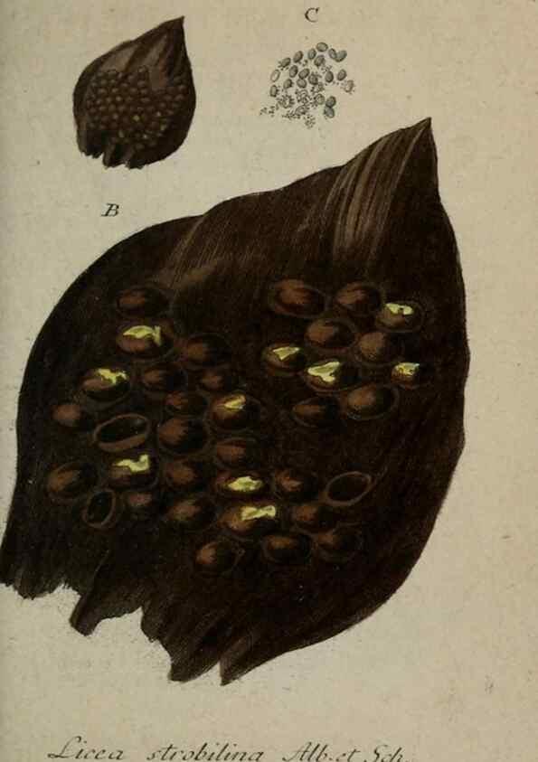 Reproducción/Reproduction 8959366952: Deutschlands Flora in Abbildungen nach der Natur :. Nürnberg,1817-