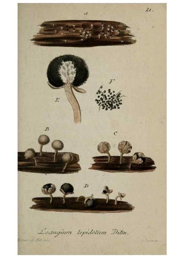 Reproducción/Reproduction 8959368330: Deutschlands Flora in Abbildungen nach der Natur :. Nürnberg,1817-