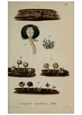 Reproducción/Reproduction 8959368330: Deutschlands Flora in Abbildungen nach der Natur :. Nürnberg,1817-