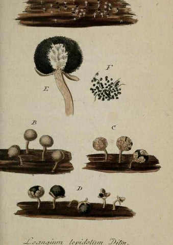 Reproducción/Reproduction 8959368330: Deutschlands Flora in Abbildungen nach der Natur :. Nürnberg,1817-