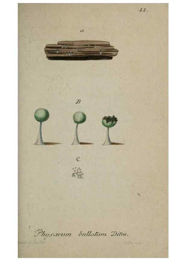 Reproducción/Reproduction 8959369924: Deutschlands Flora in Abbildungen nach der Natur :. Nürnberg,1817-