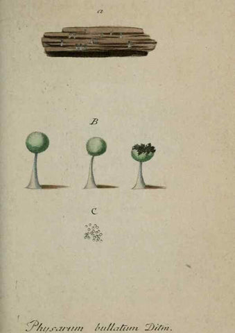 Reproducción/Reproduction 8959369924: Deutschlands Flora in Abbildungen nach der Natur :. Nürnberg,1817-