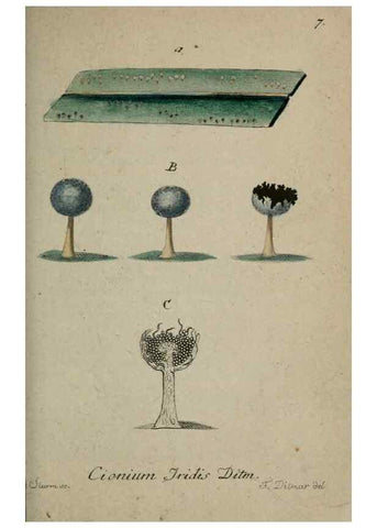 Reproducción/Reproduction 8958147537: Deutschlands Flora in Abbildungen nach der Natur :. Nürnberg,1817-