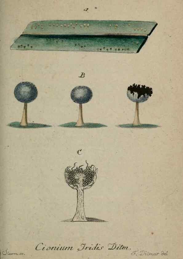 Reproducción/Reproduction 8958147537: Deutschlands Flora in Abbildungen nach der Natur :. Nürnberg,1817-