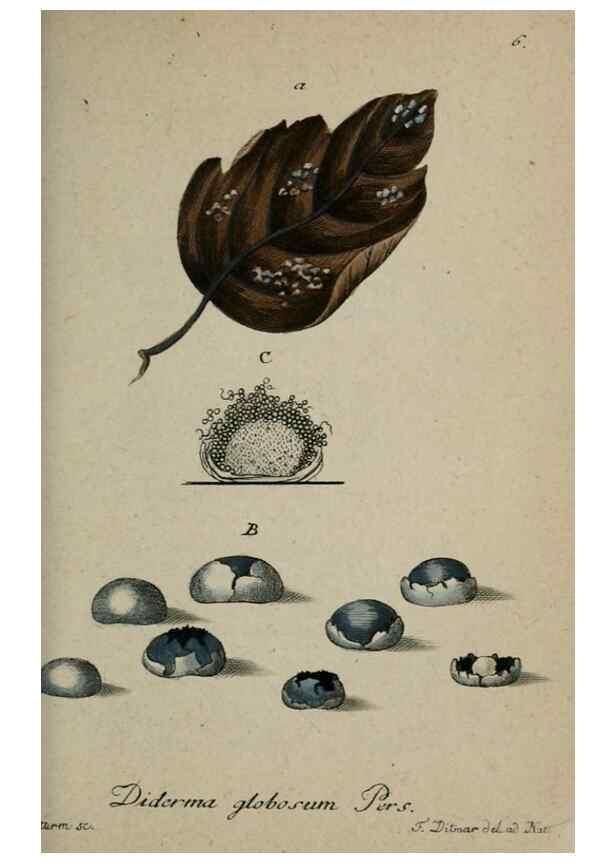 Reproducción/Reproduction 8958144831: Deutschlands Flora in Abbildungen nach der Natur :. Nürnberg,1817-