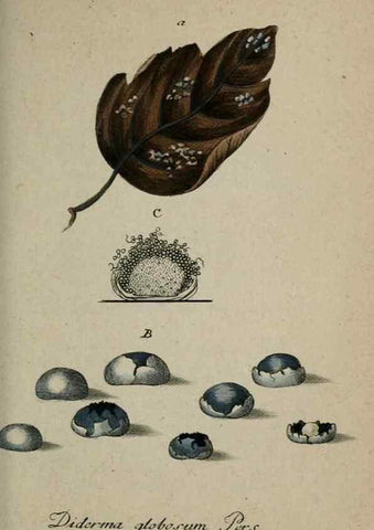 Reproducción/Reproduction 8958144831: Deutschlands Flora in Abbildungen nach der Natur :. Nürnberg,1817-