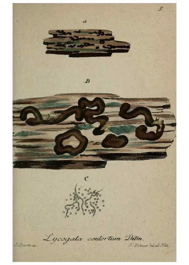 Reproducción/Reproduction 8958142833: Deutschlands Flora in Abbildungen nach der Natur :. Nürnberg,1817-