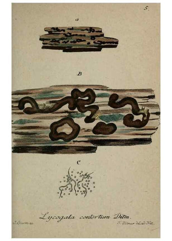 Reproducción/Reproduction 8958142833: Deutschlands Flora in Abbildungen nach der Natur :. Nürnberg,1817-