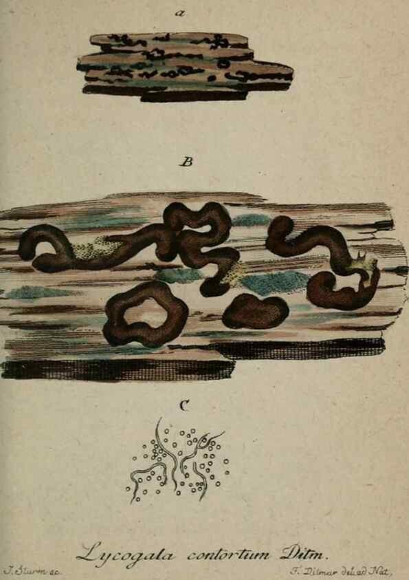 Reproducción/Reproduction 8958142833: Deutschlands Flora in Abbildungen nach der Natur :. Nürnberg,1817-