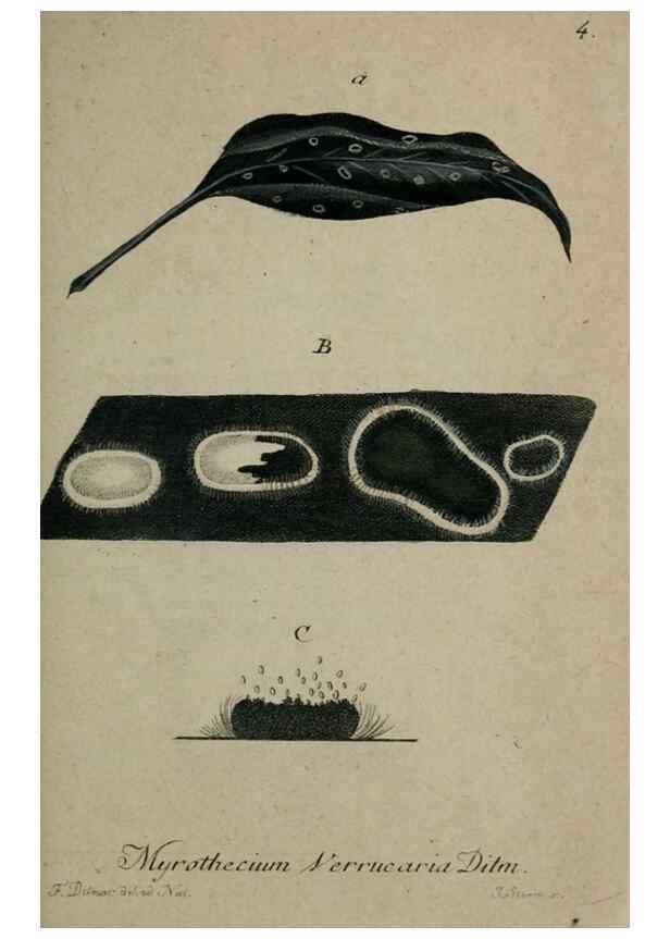Reproducción/Reproduction 8959338734: Deutschlands Flora in Abbildungen nach der Natur :. Nürnberg,1817-